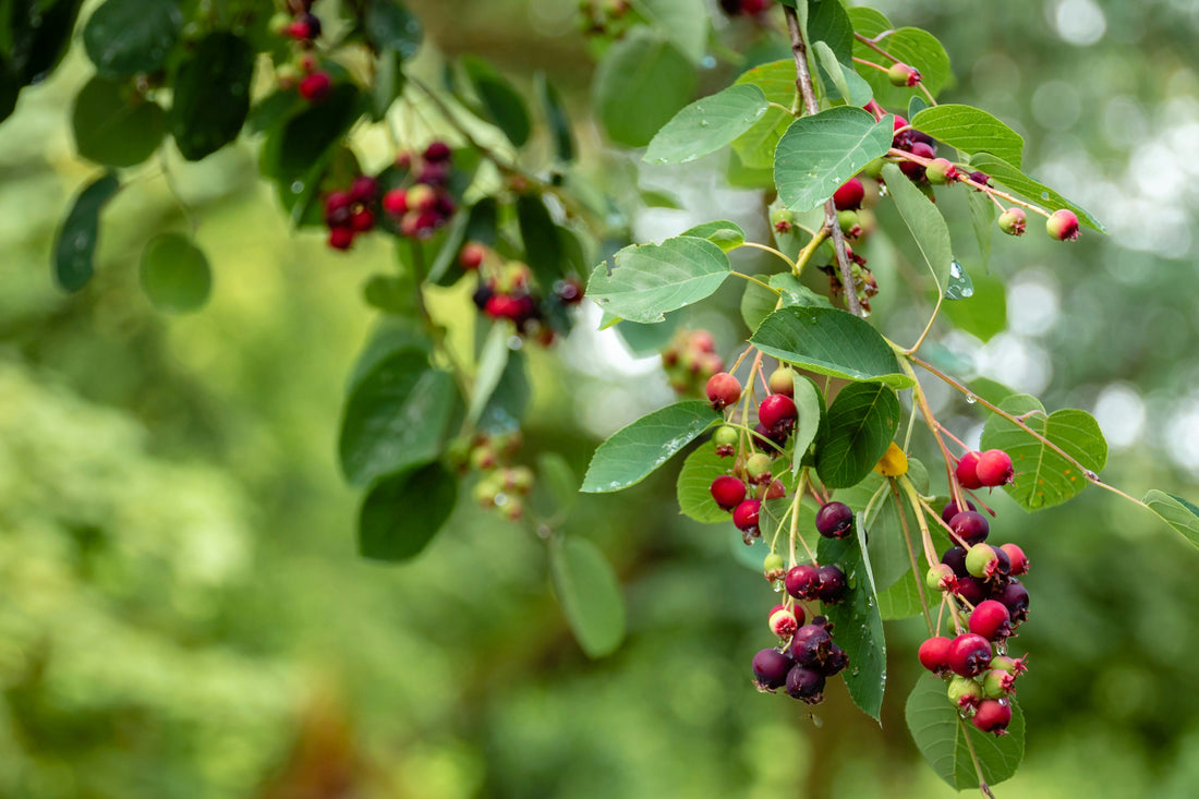 Sambucus Nigra, Why It's a Must-Have Ingredient"